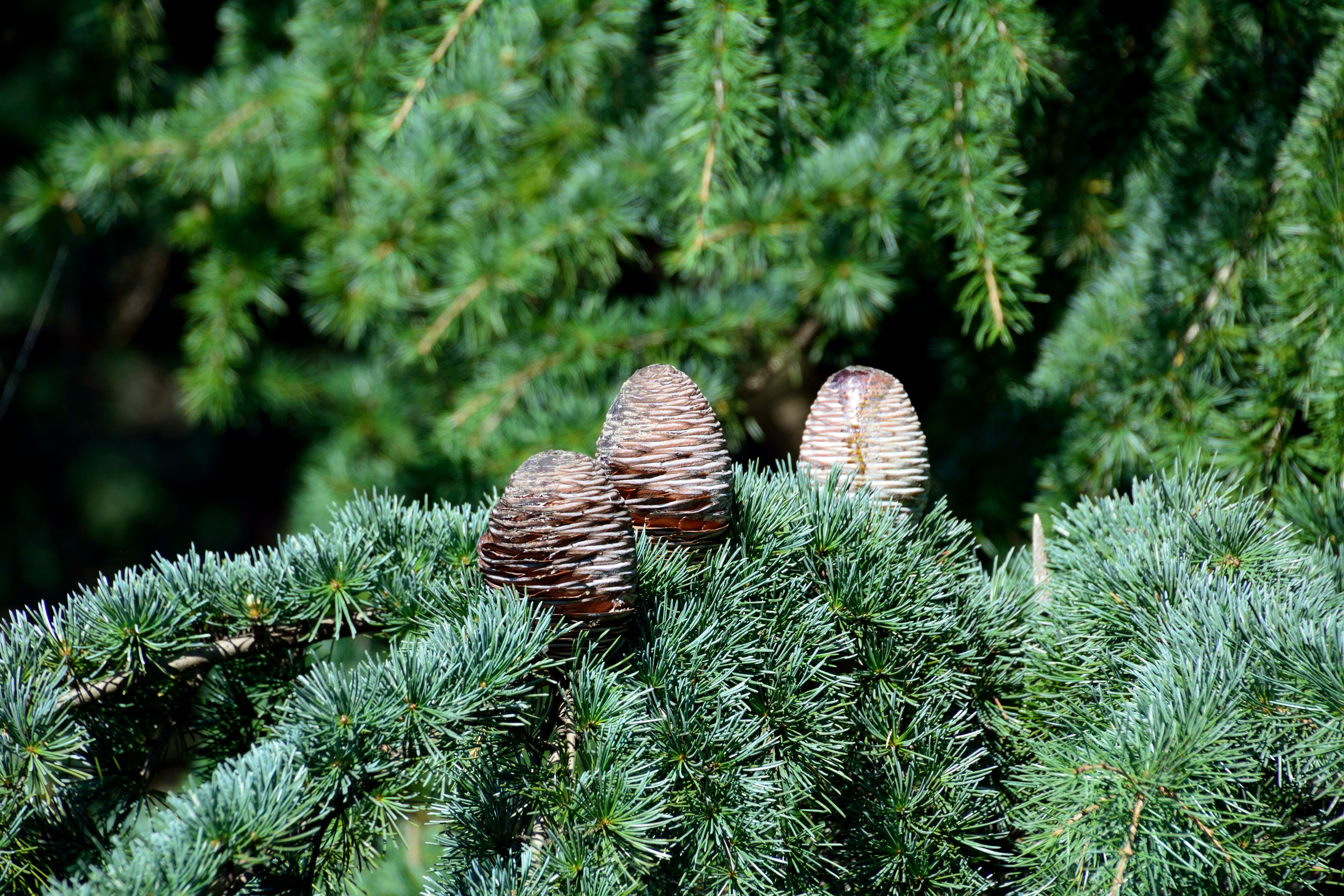 Cedrus deodara