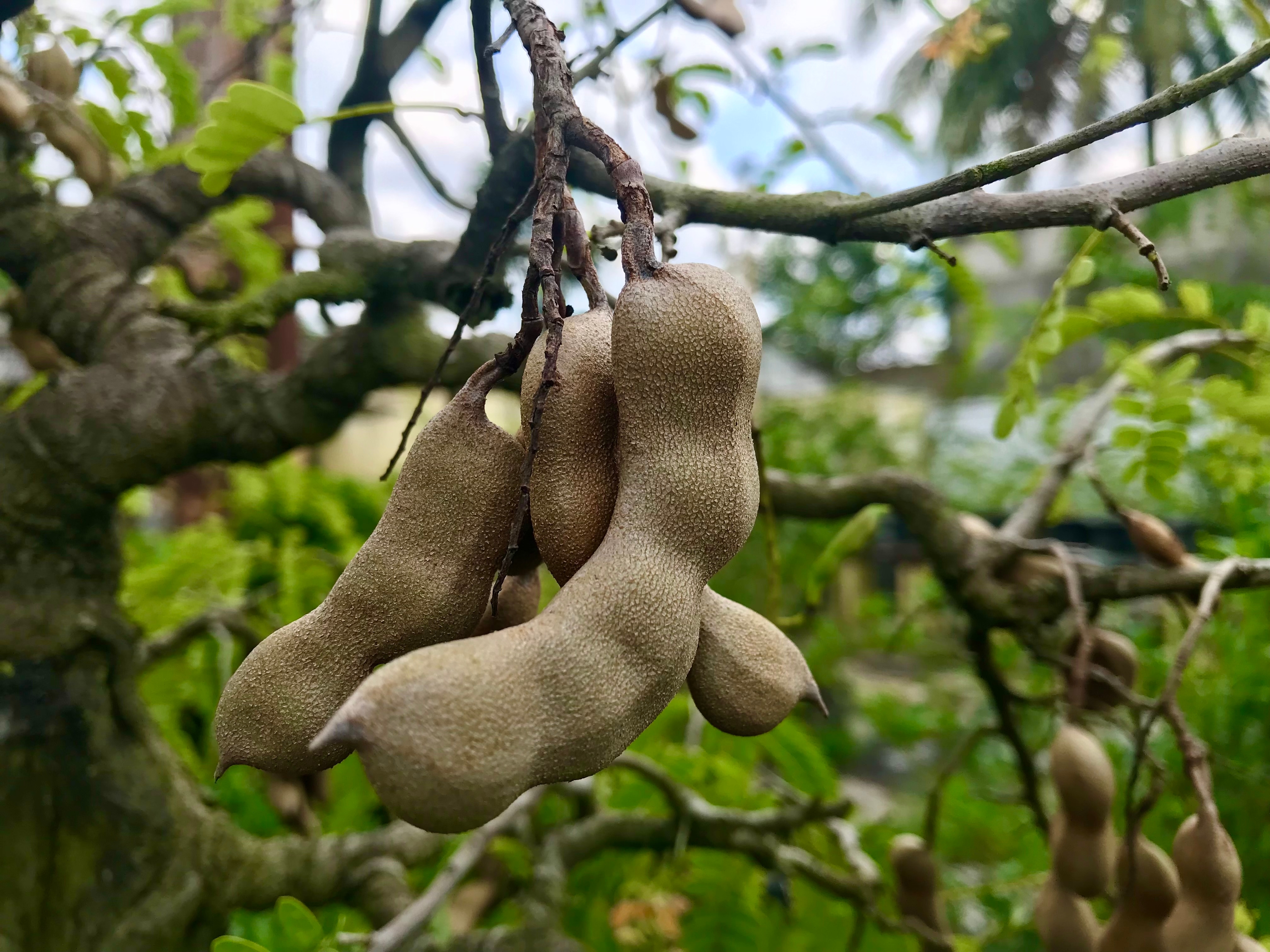 Tamarind Tree